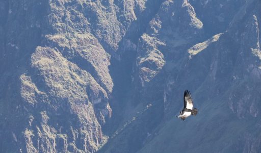 la cruz del condor1